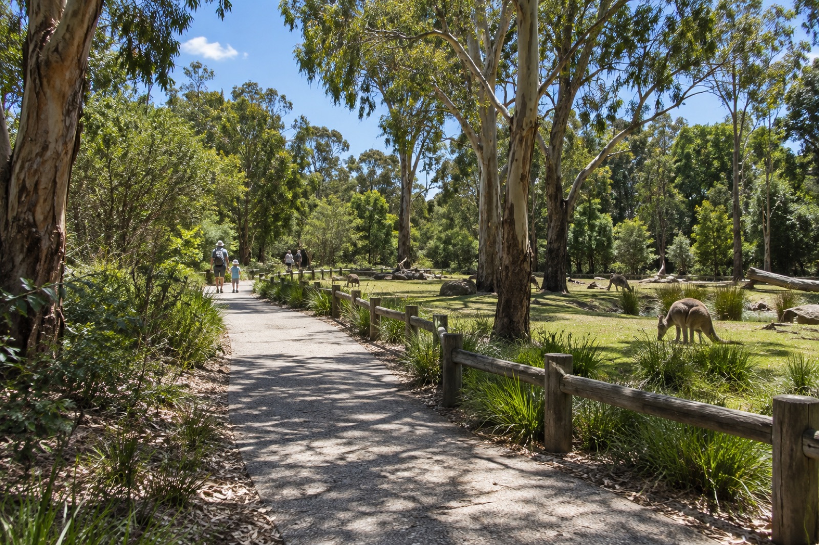 A sunlit path winding through native bushland and open lawns at a Sydney wildlife park