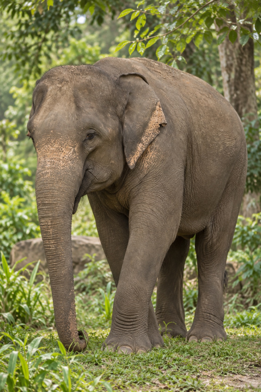 An Asian elephant in a leafy exhibit