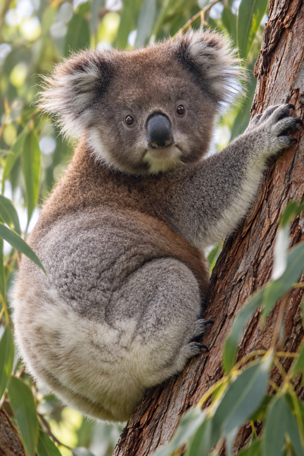 A koala resting in a eucalyptus tree
