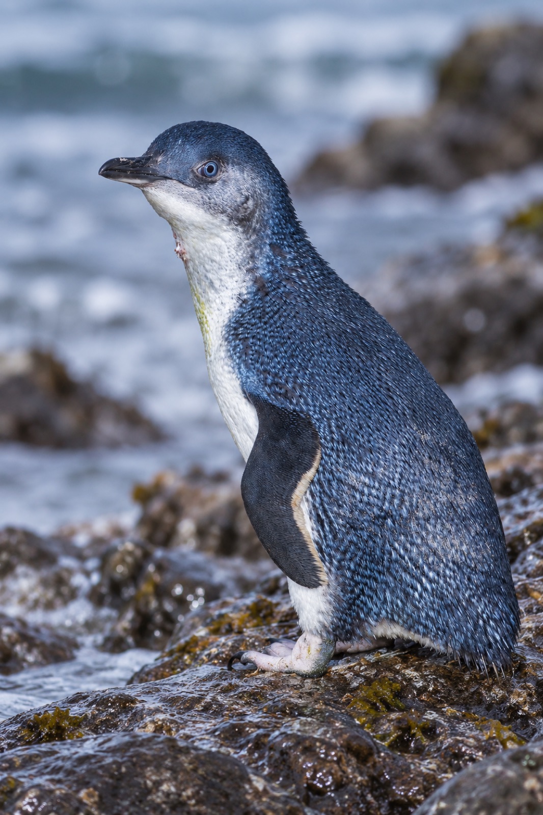 A little penguin on wet coastal rocks