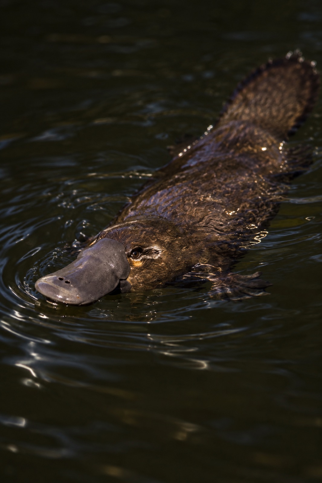 A platypus swimming at the surface of dark water