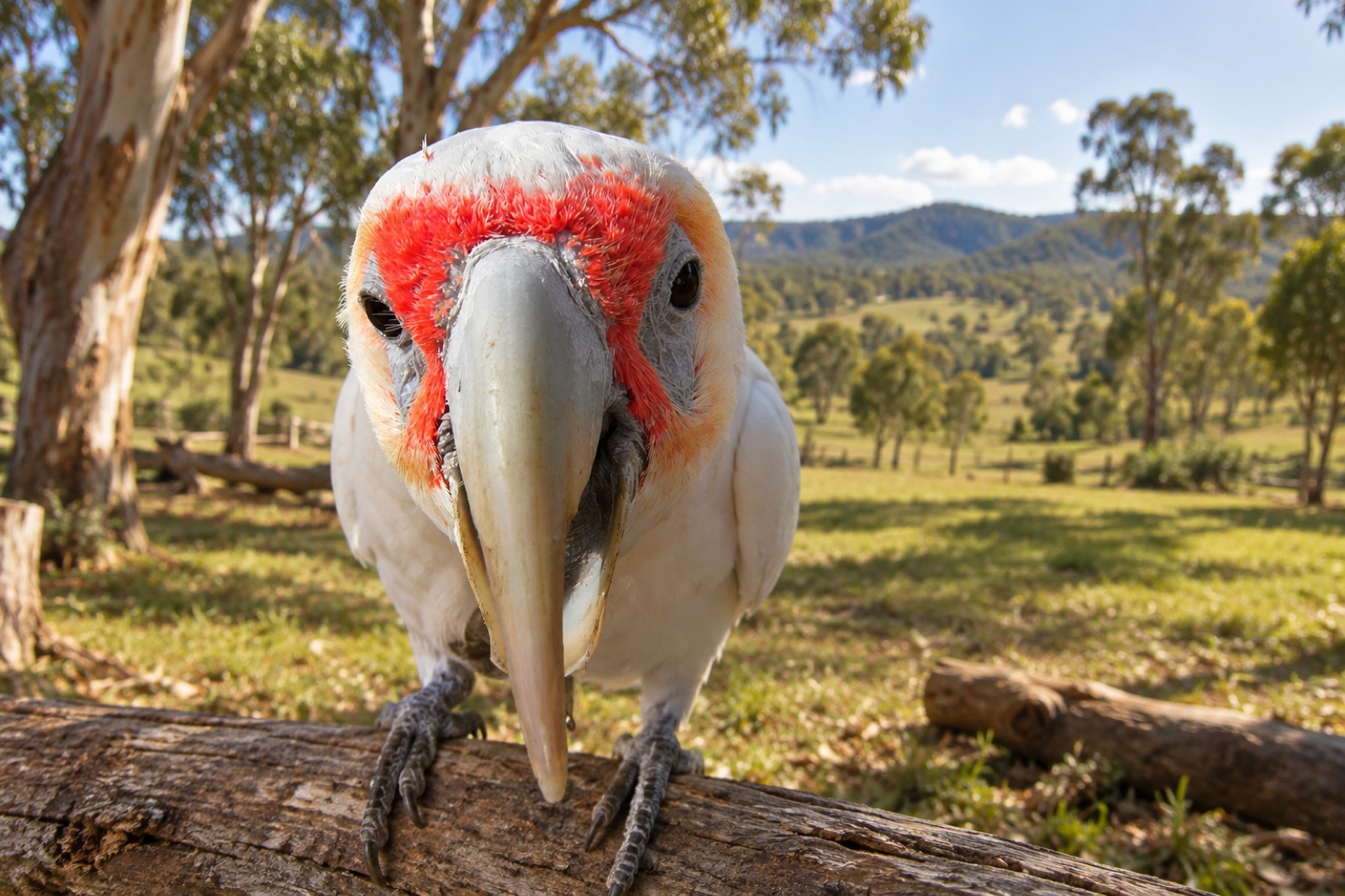 Open bushland paddocks at Hunter Valley Wildlife Park