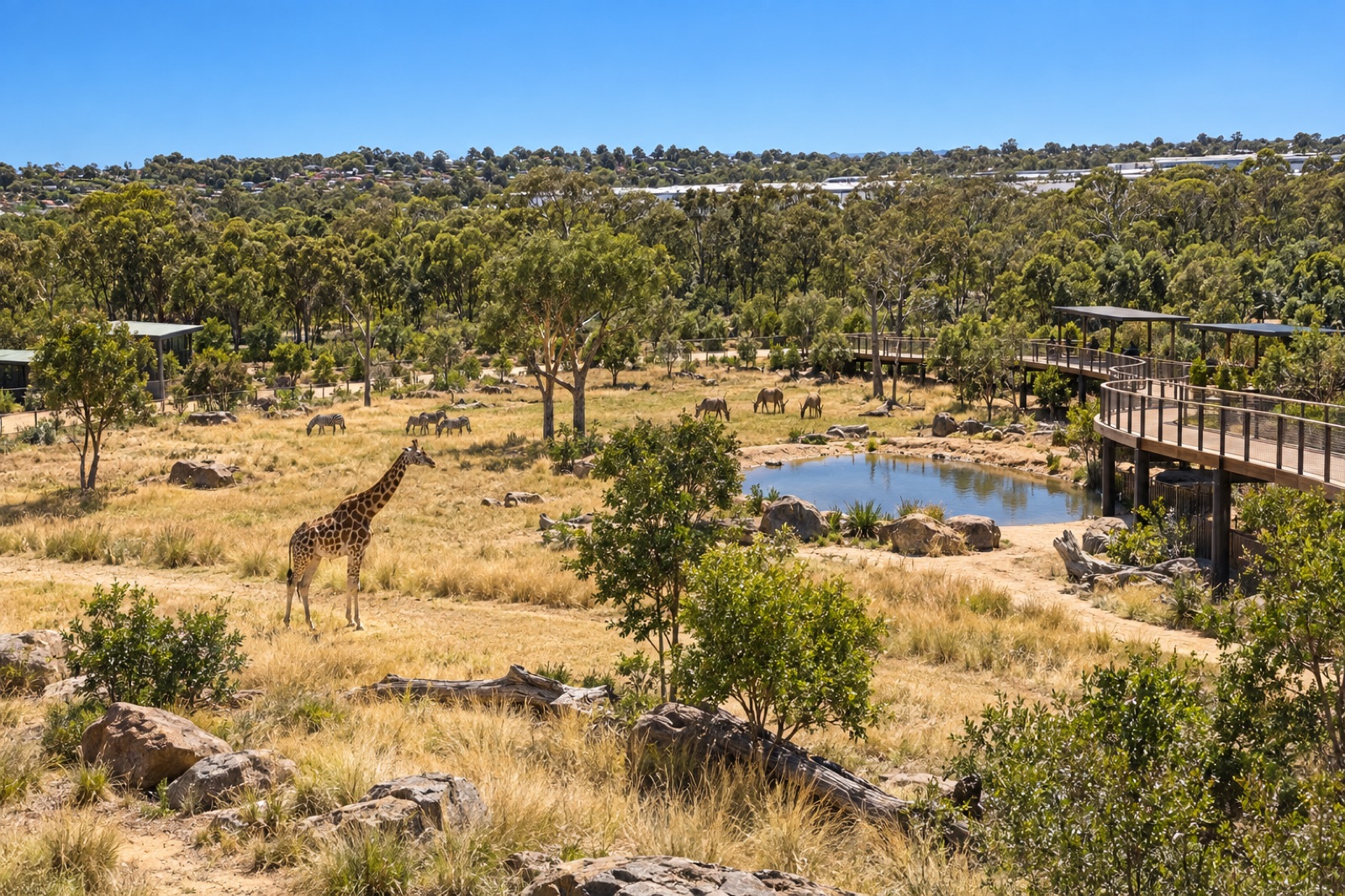 Open savannah-style exhibit at Sydney Zoo in Western Sydney